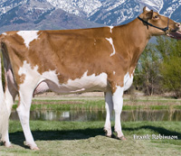 DYKS Advent Lucy-Red- ET VG 88pts 2yr