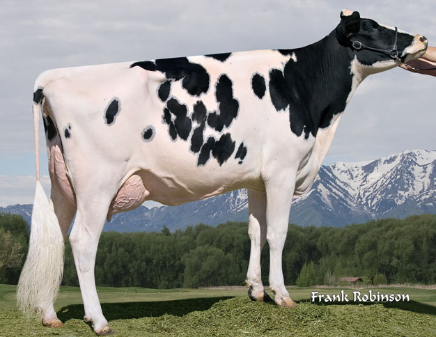Holstein Dairy Cow Show