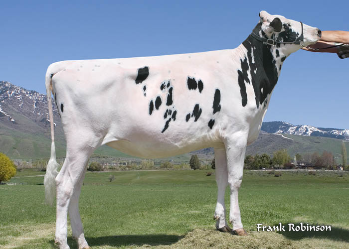 holstein dairy cow. Holstein Dairy Cow Show